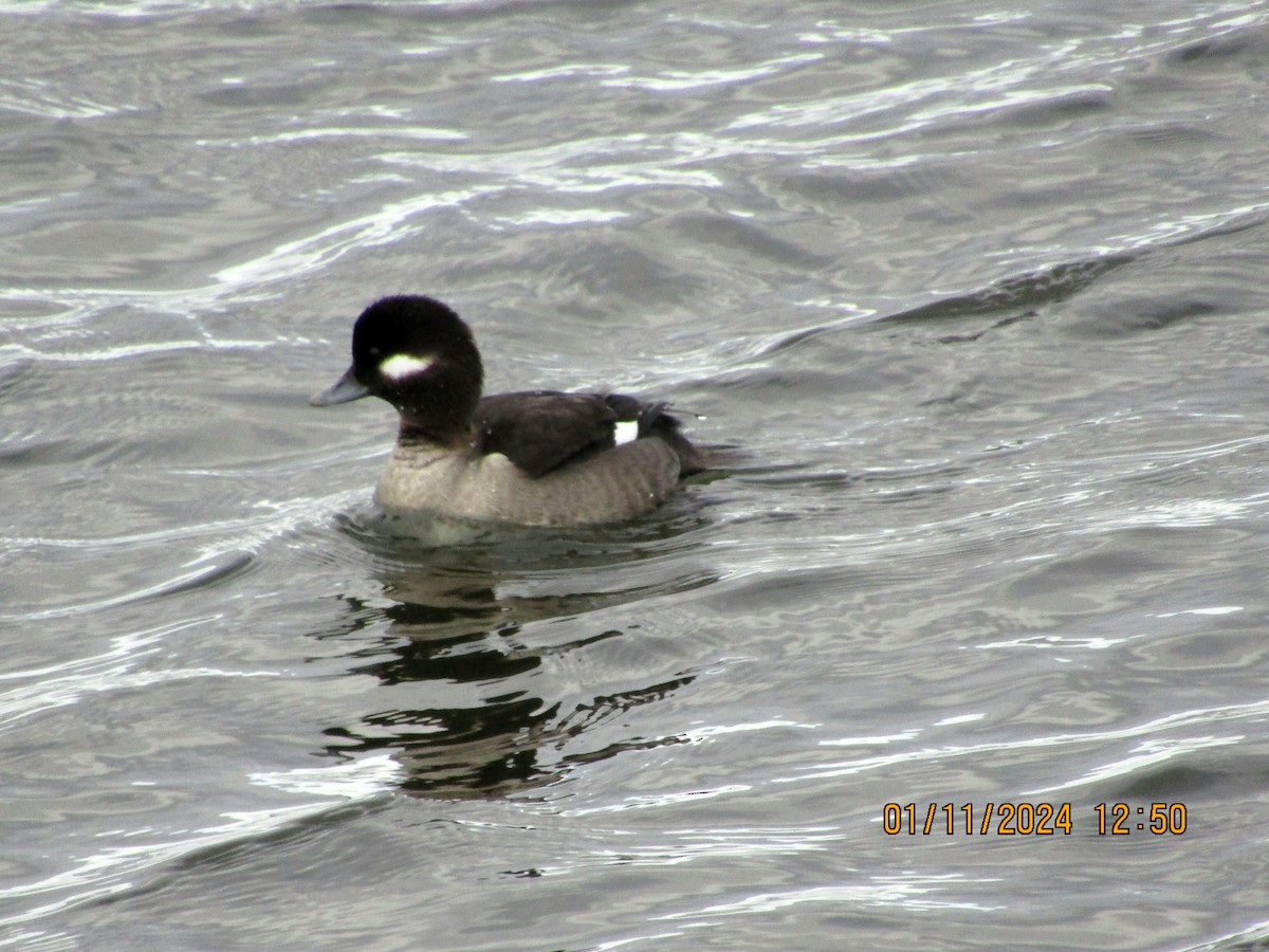 Bufflehead - ML613402545