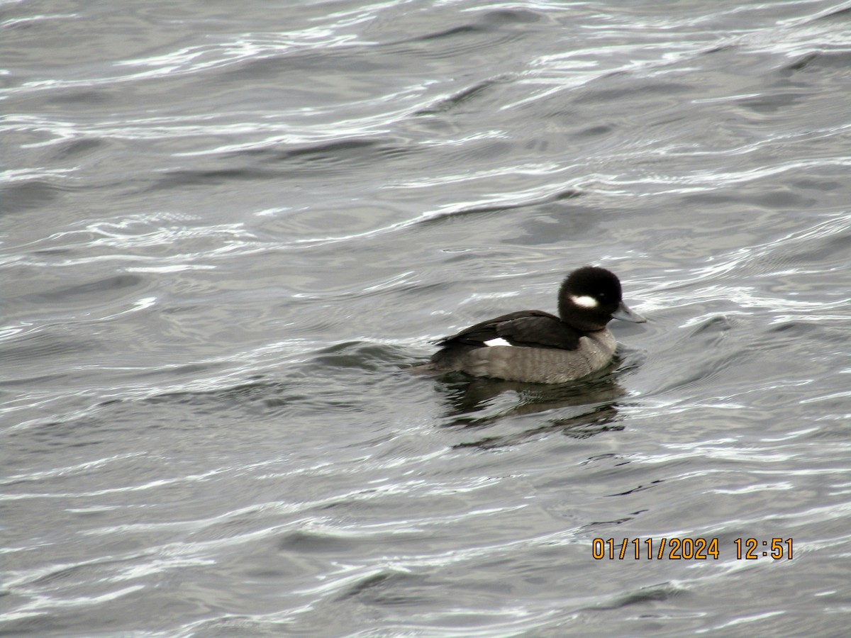 Bufflehead - ML613402548