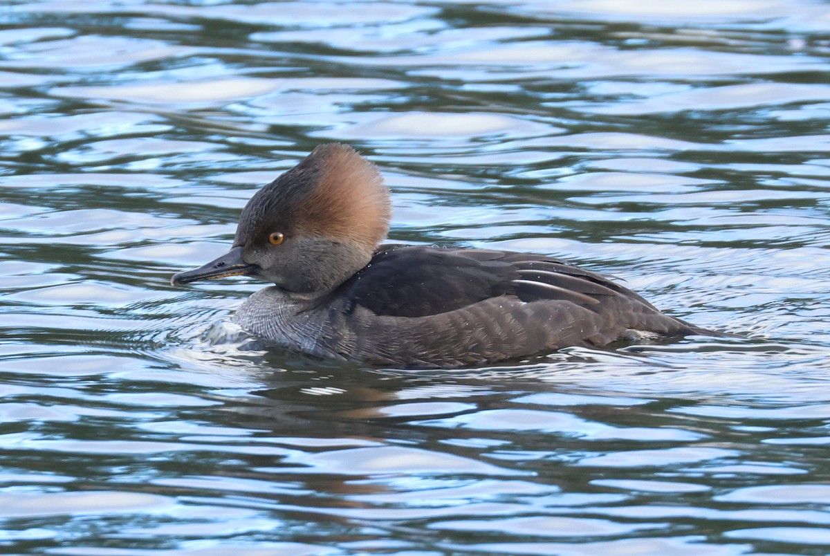 Hooded Merganser - ML613402553