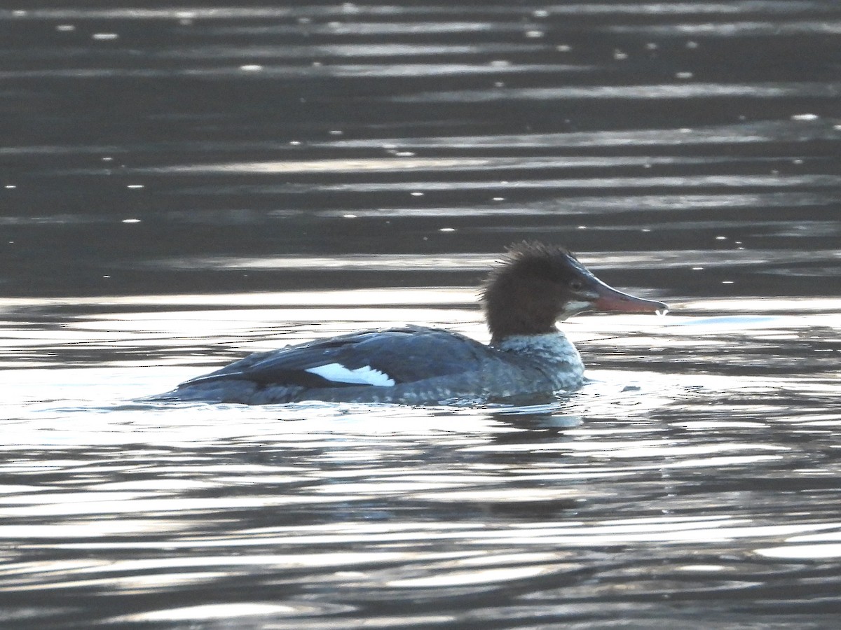 Common Merganser - ML613402559