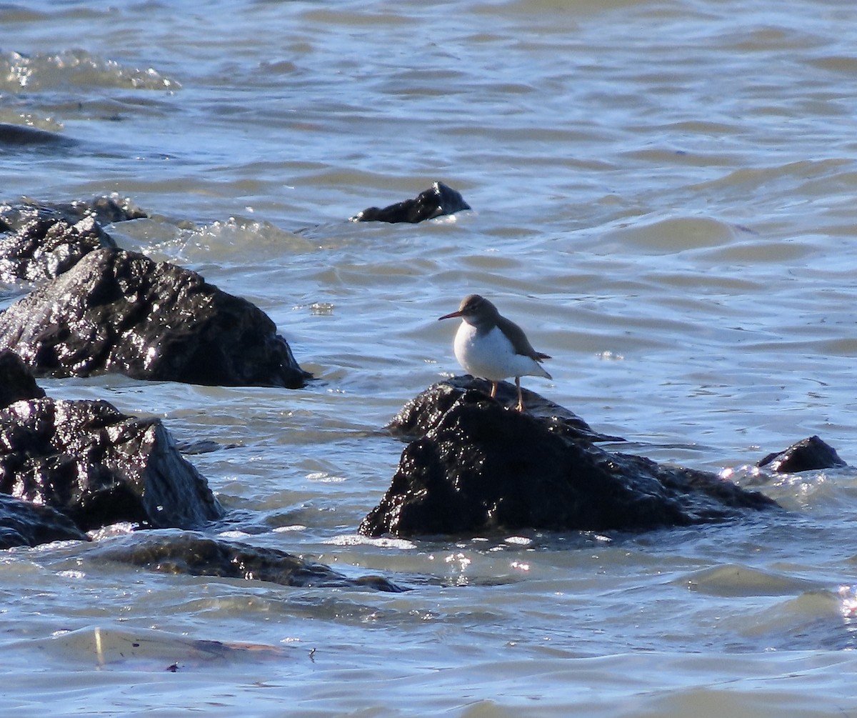 Spotted Sandpiper - ML613402660