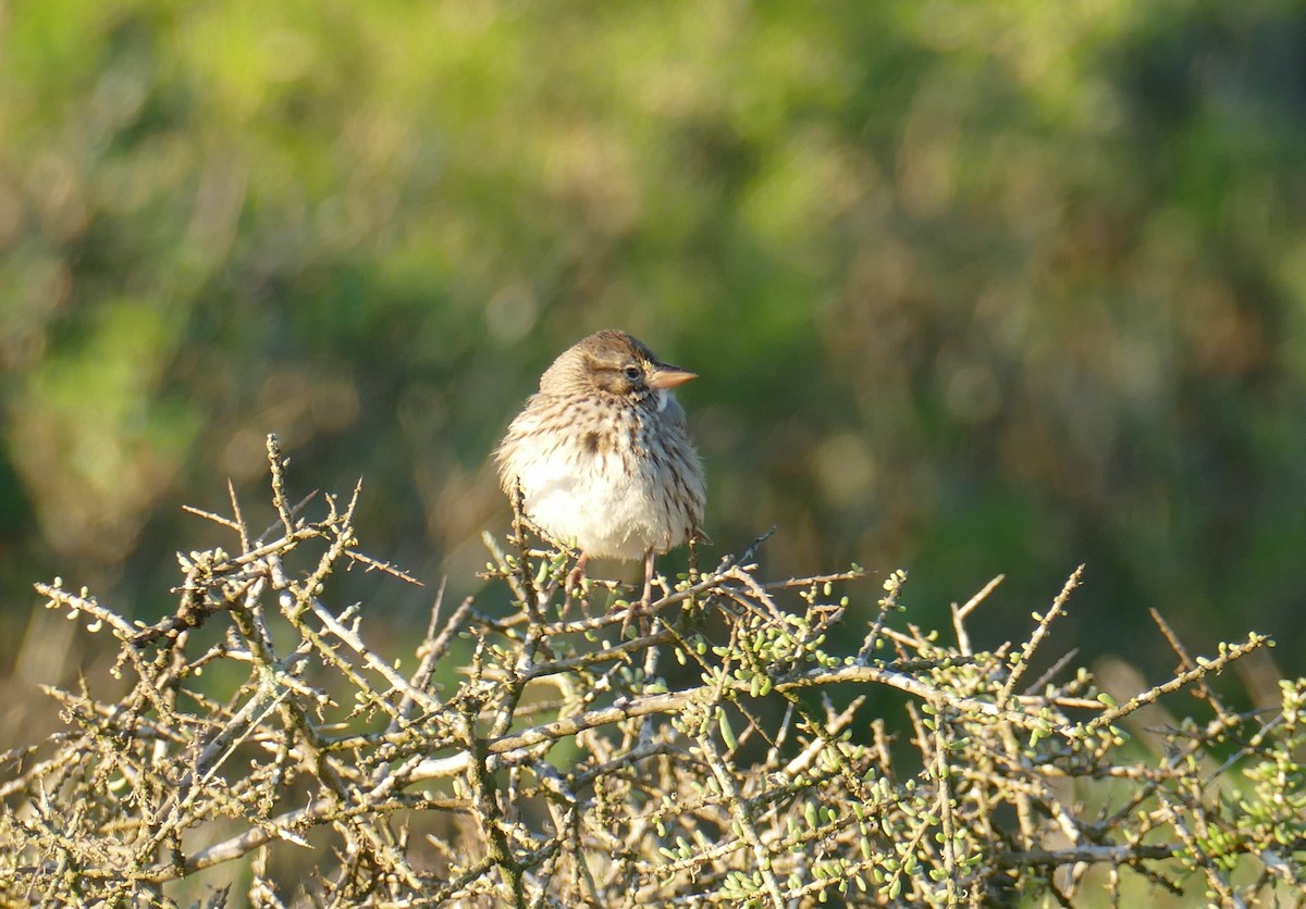 strnadec luční (ssp. rostratus/atratus) - ML613402733