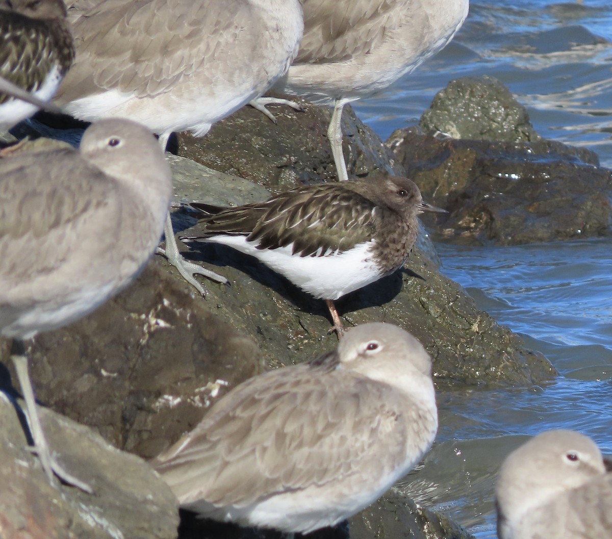 Black Turnstone - ML613402743