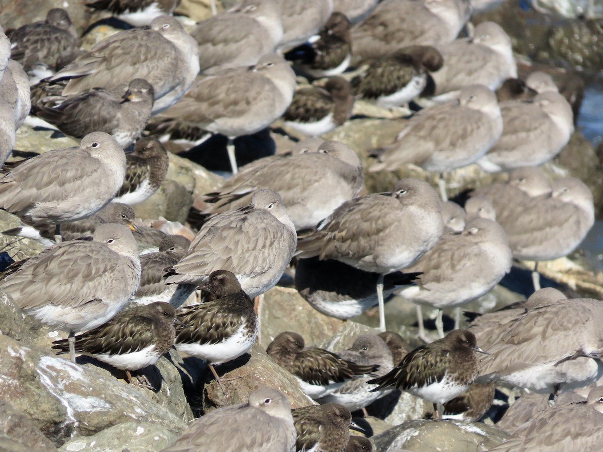 Black Turnstone - ML613402744