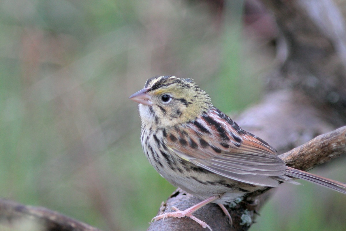 Henslow's Sparrow - ML613402757