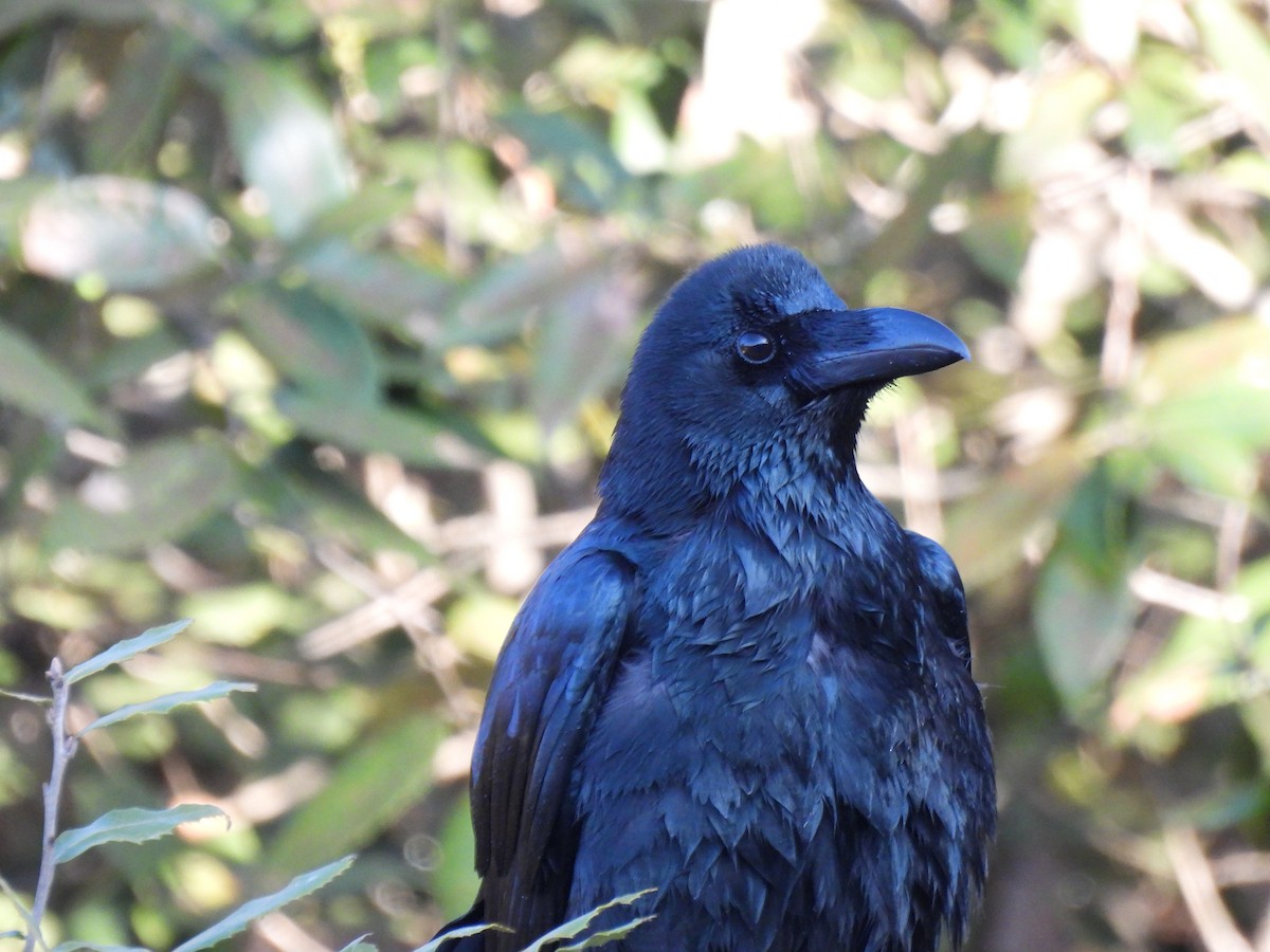 Large-billed Crow - ML613402818