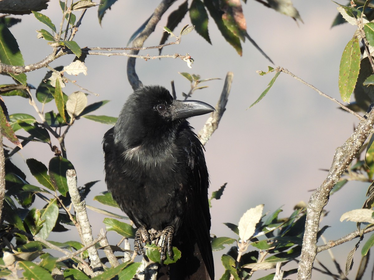 Corbeau à gros bec - ML613402833