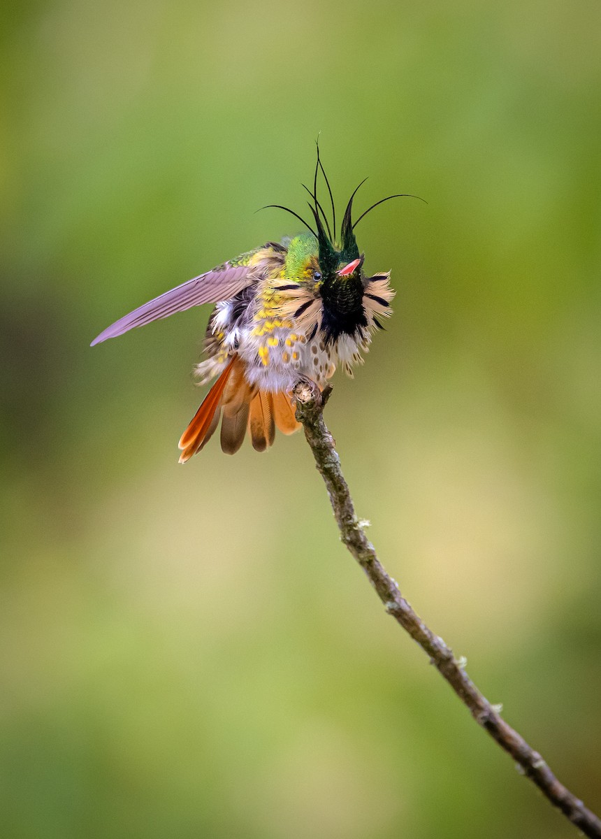 Black-crested Coquette - ML613402877