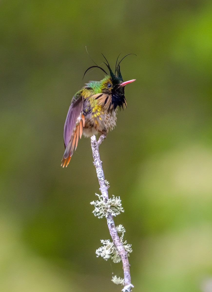 Black-crested Coquette - ML613402879