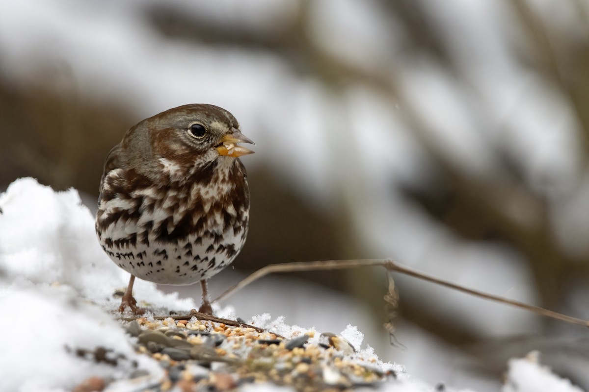 Fox Sparrow (Red) - Cody Bassindale