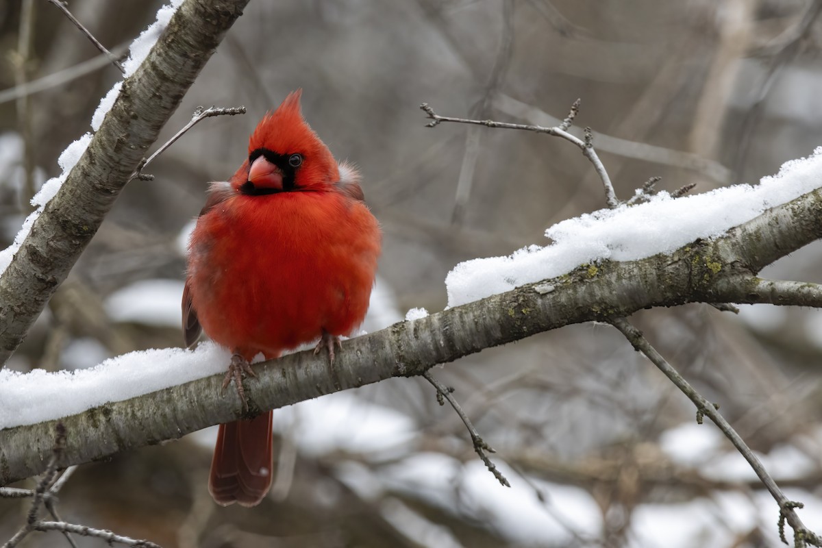 ショウジョウコウカンチョウ（cardinalis グループ） - ML613403030