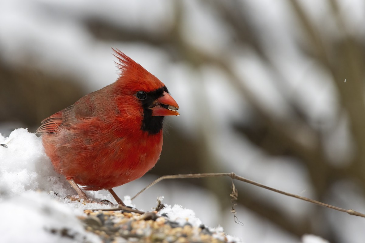 Красный кардинал [группа cardinalis] - ML613403031