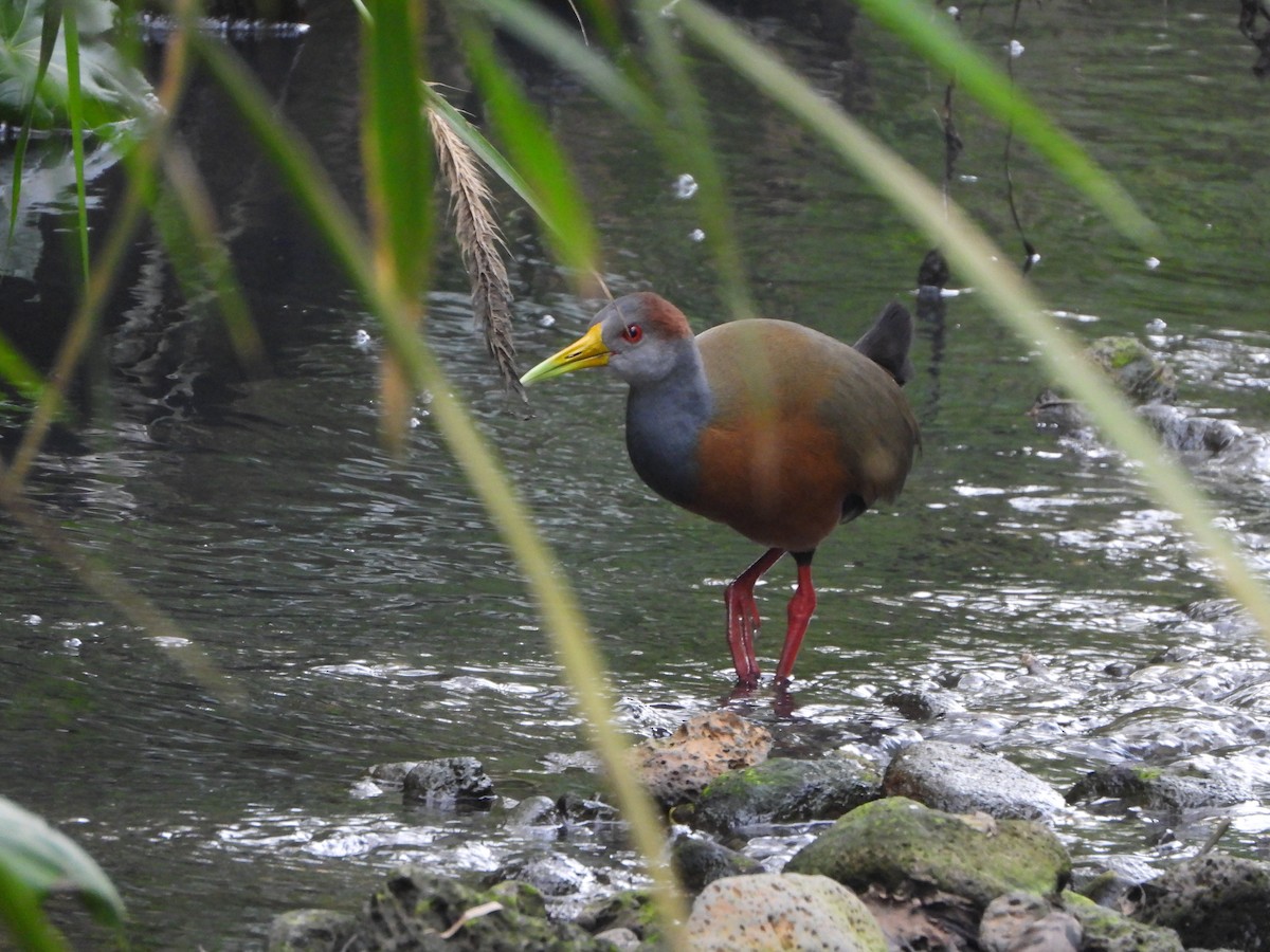 Russet-naped Wood-Rail - ML613403123