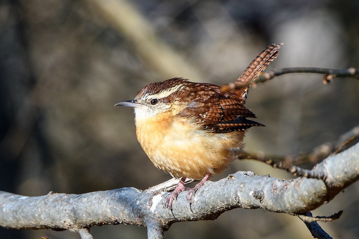 Carolina Wren - ML613403127