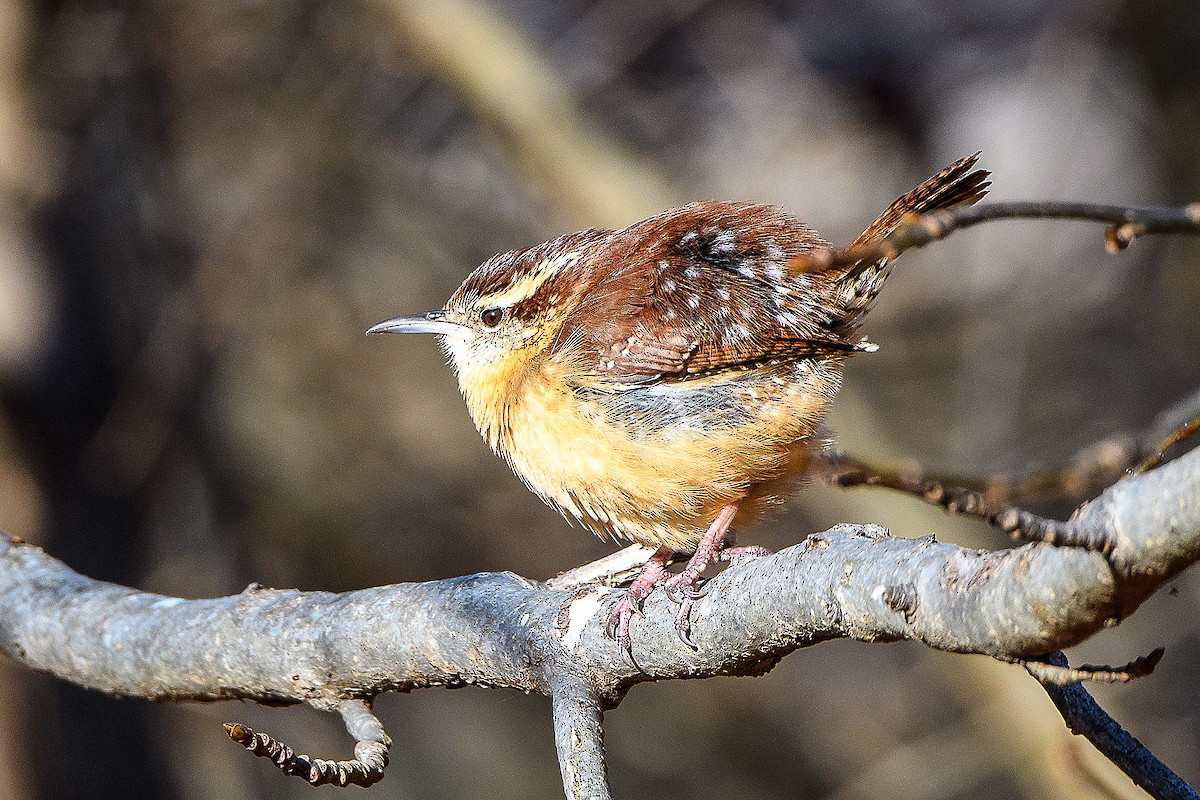 Carolina Wren - ML613403129