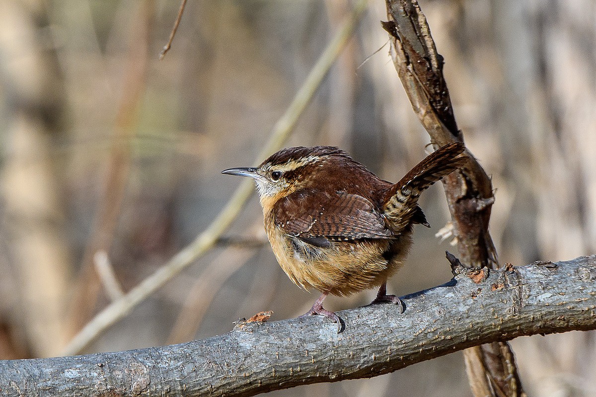 Carolina Wren - ML613403131