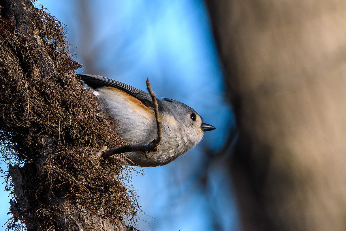 Tufted Titmouse - ML613403143