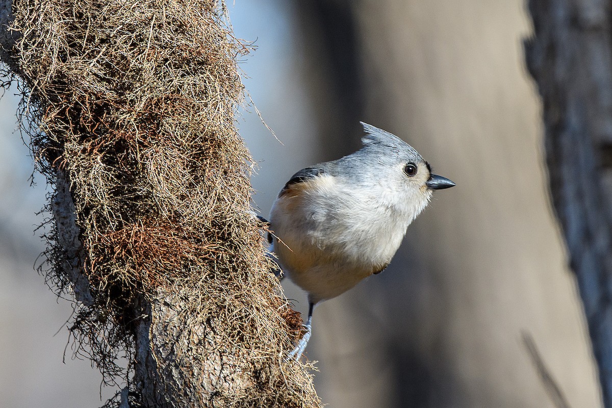 Tufted Titmouse - ML613403144