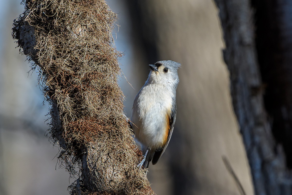 Tufted Titmouse - ML613403145