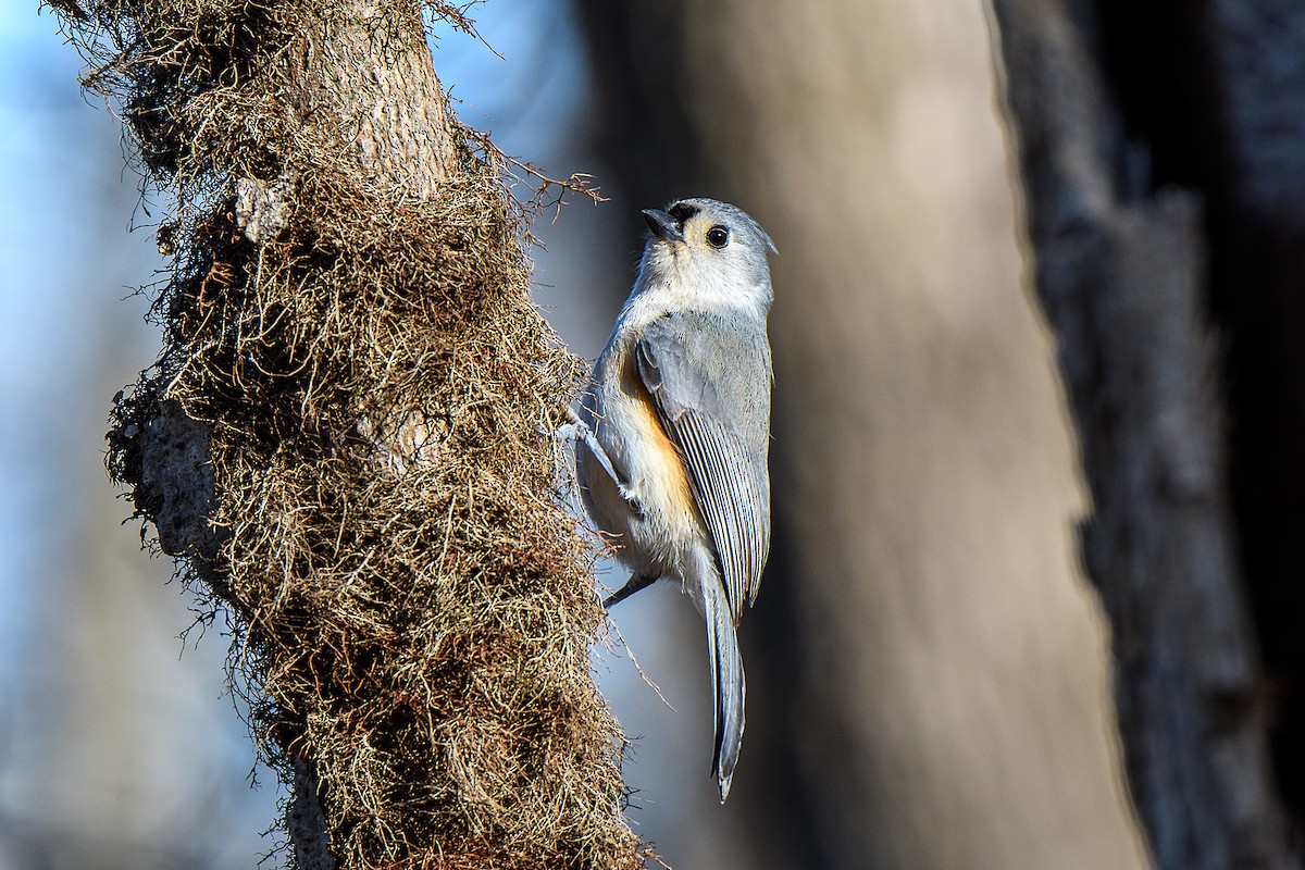 Tufted Titmouse - ML613403146