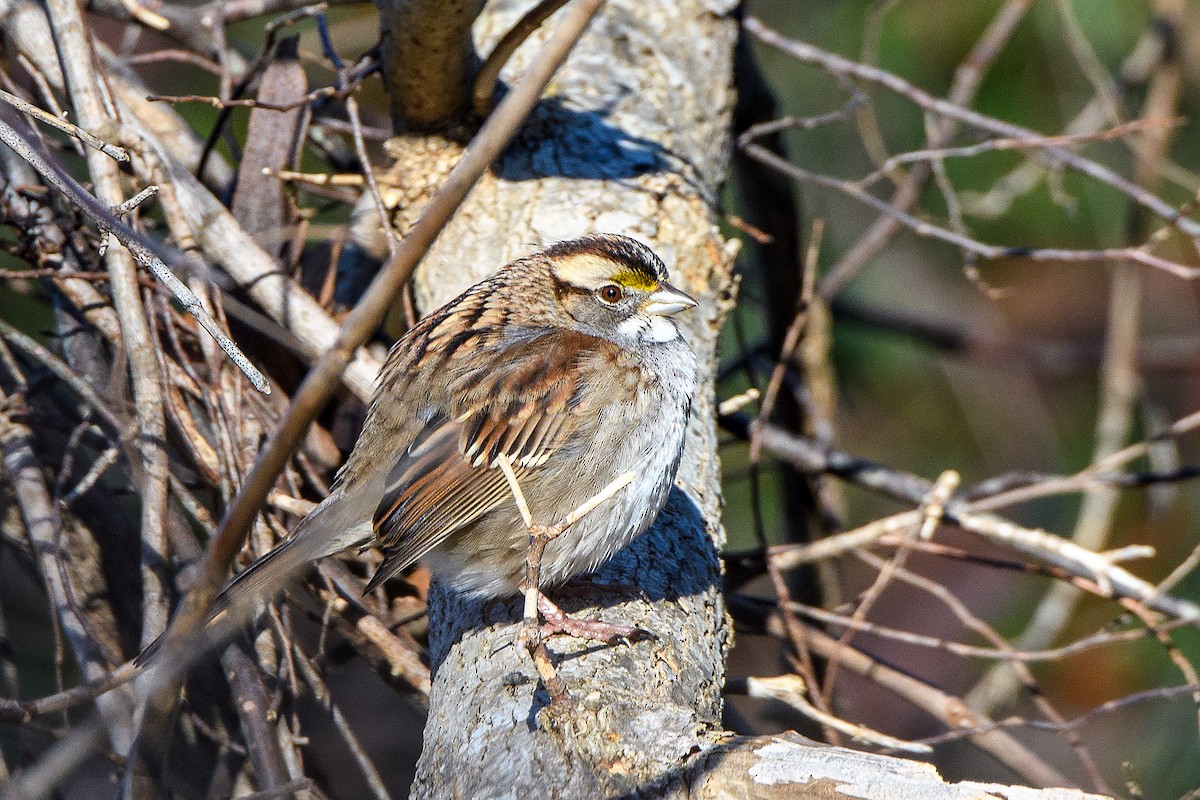 White-throated Sparrow - Naseem Reza