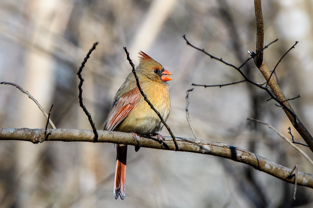 Northern Cardinal - ML613403161