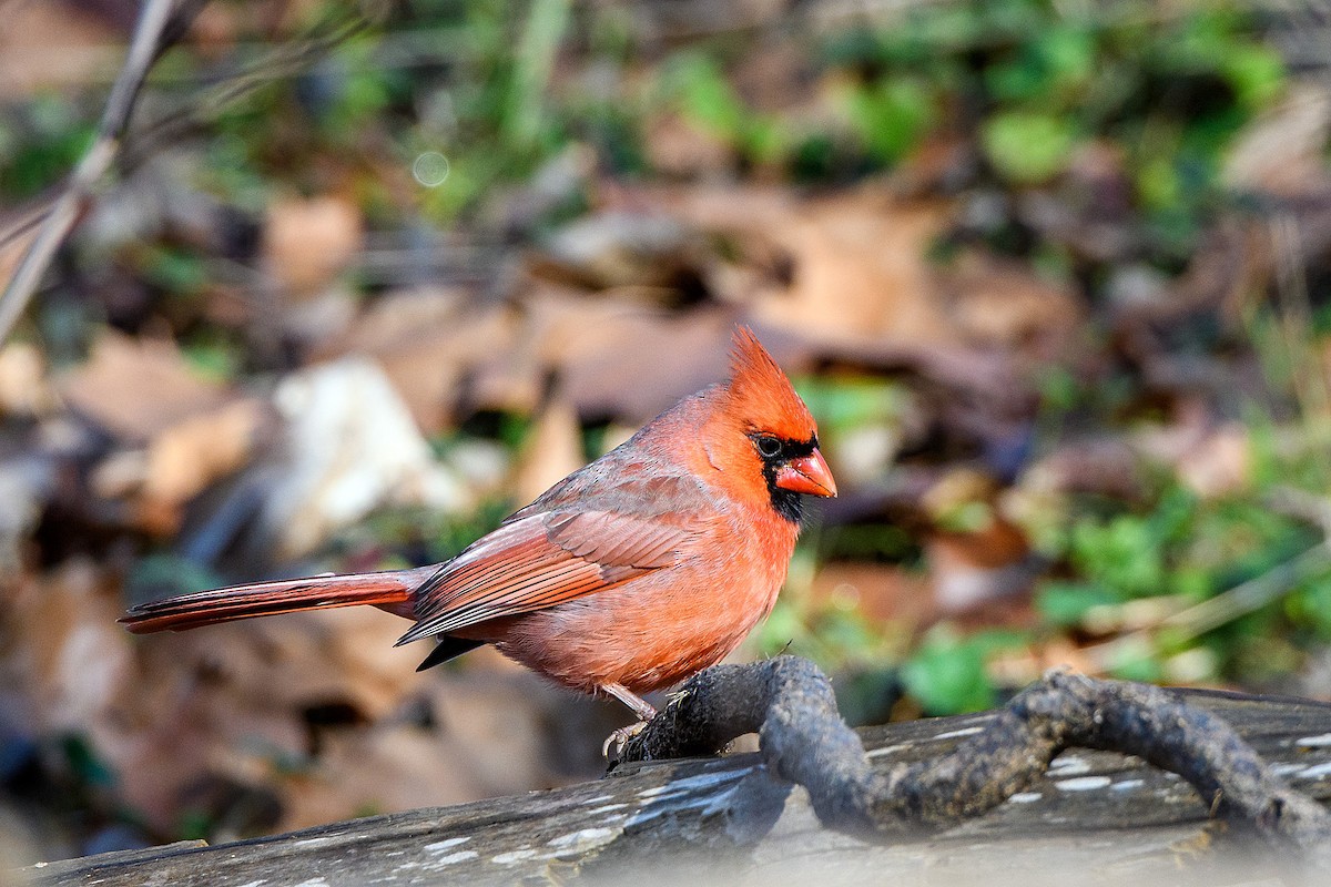 Northern Cardinal - ML613403162