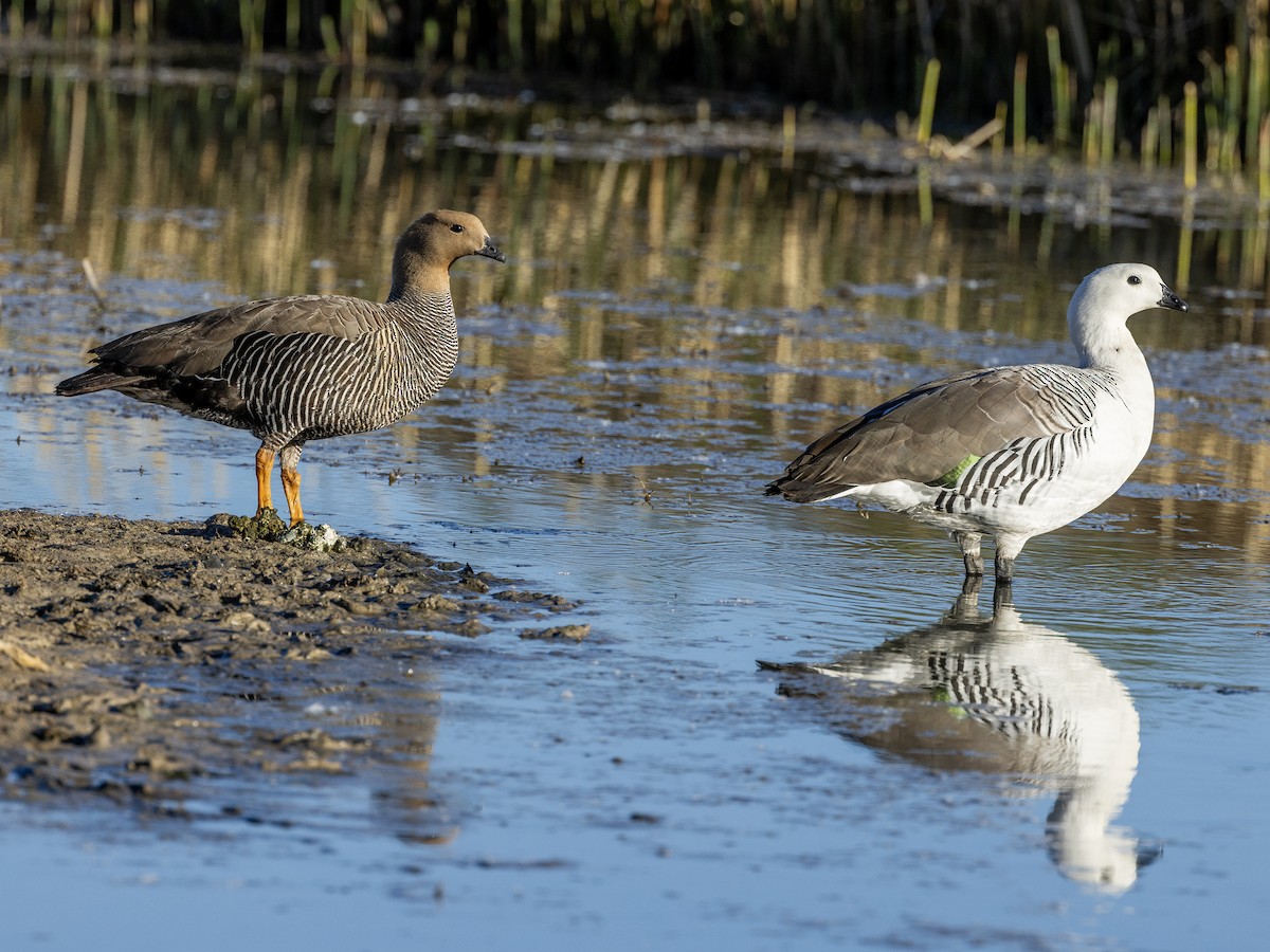 Upland Goose - ML613403229