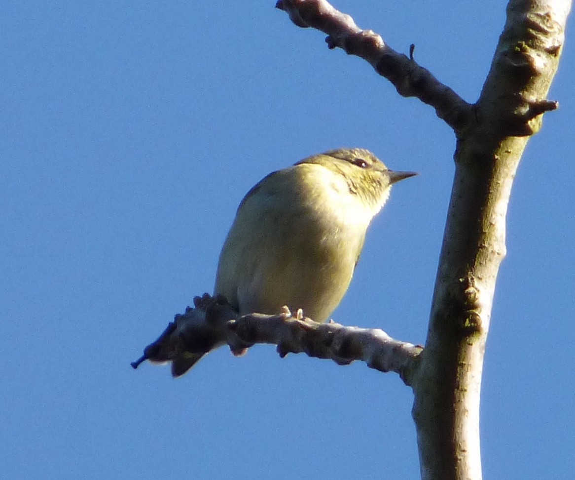 Tennessee Warbler - ML613403235