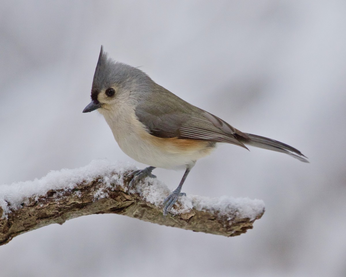 Tufted Titmouse - ML613403346