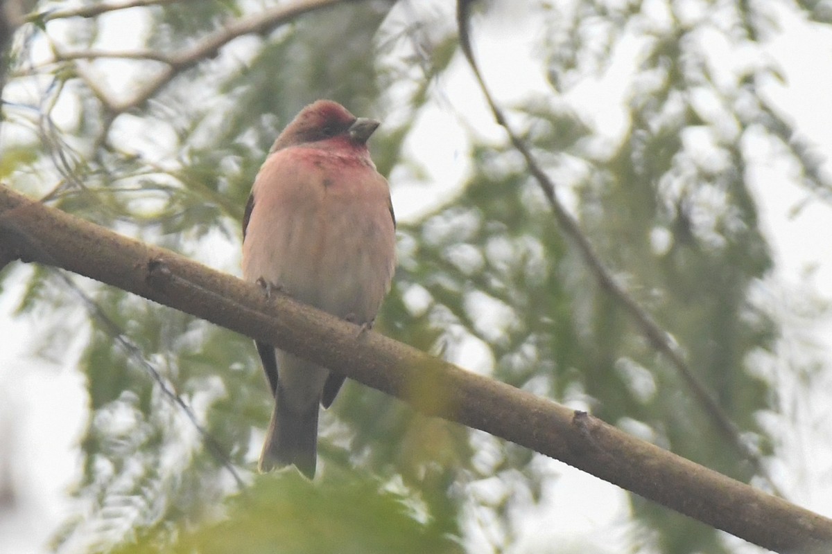 Common Rosefinch - ML613403419