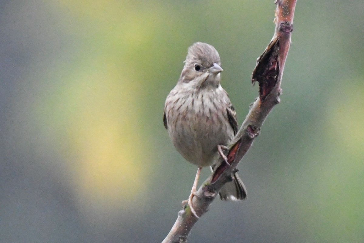 White-capped Bunting - ML613403424