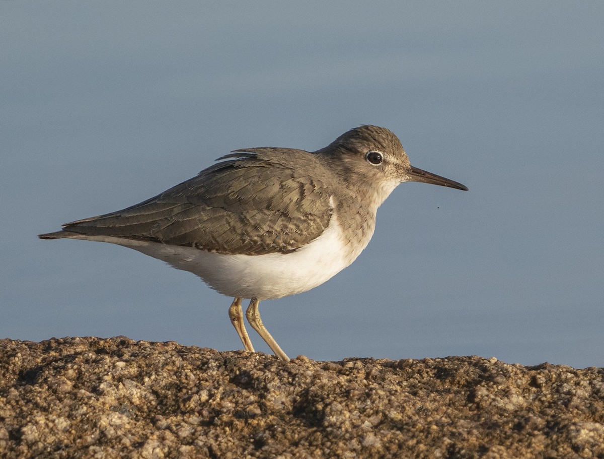 Spotted Sandpiper - Jerry Ting