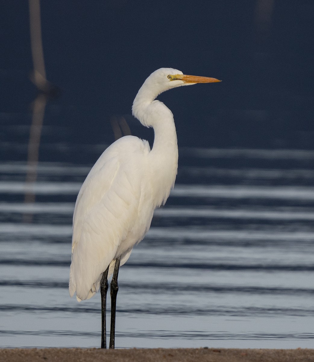 Great Egret - ML613403454