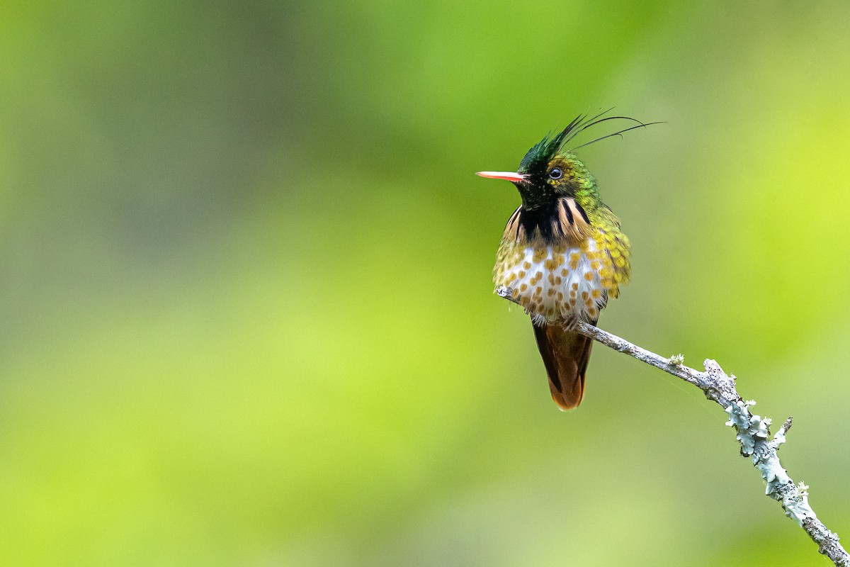 Black-crested Coquette - ML613403522