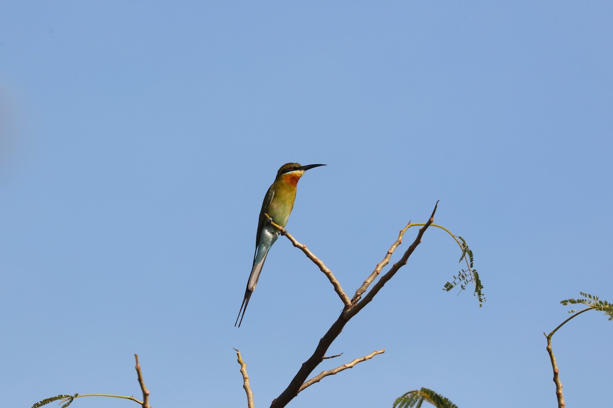 Blue-tailed Bee-eater - ML613403702
