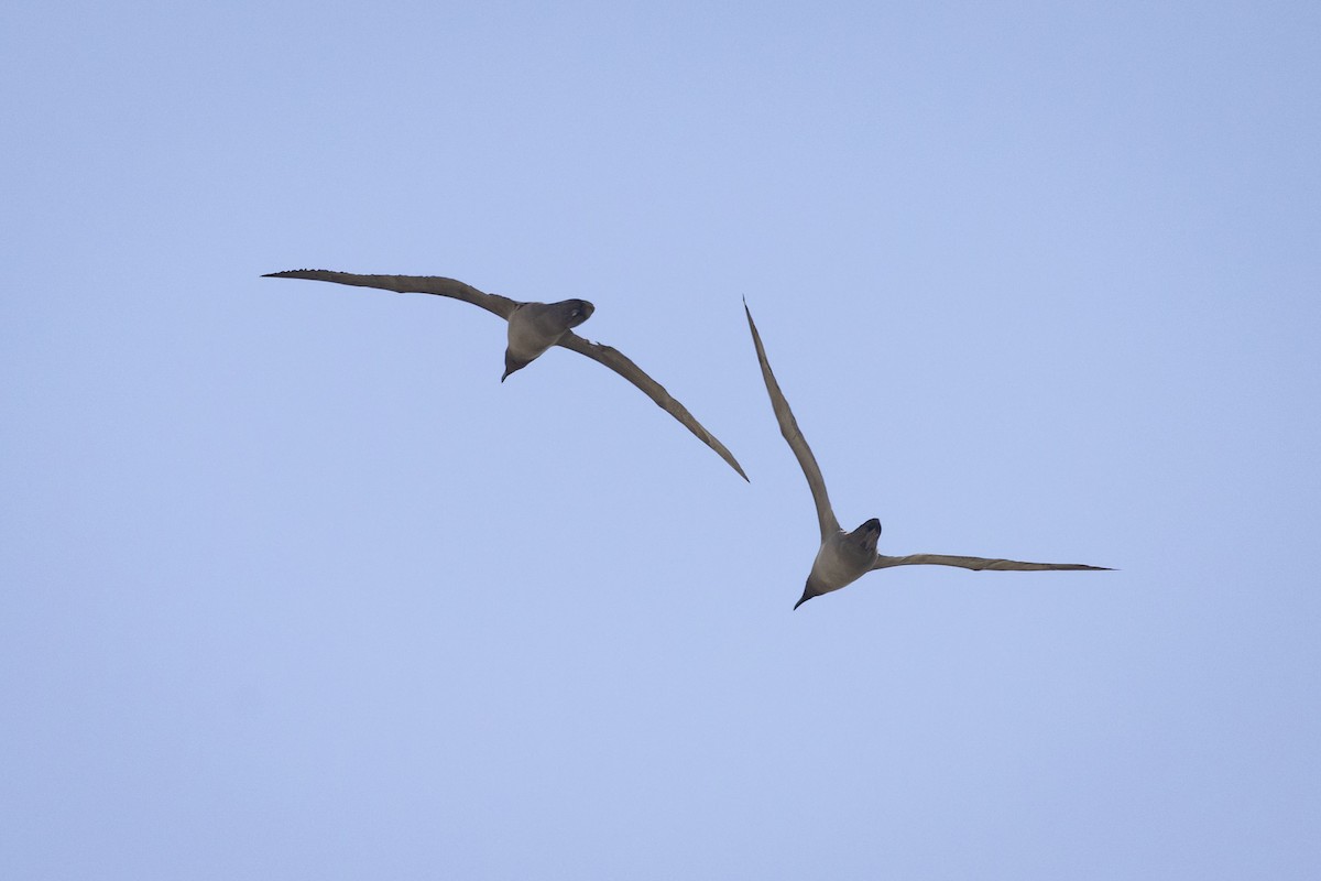 Light-mantled Albatross - Mouser Williams