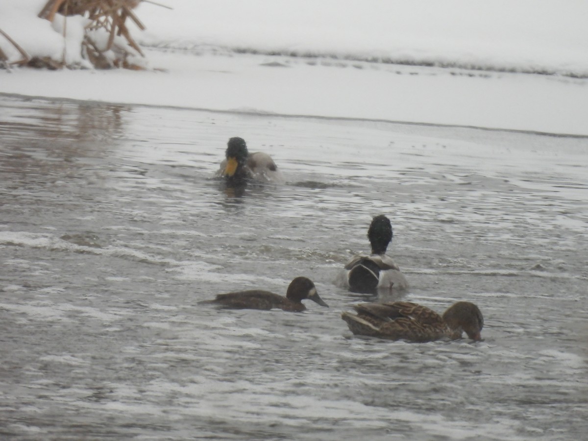 Greater Scaup - ML613403798