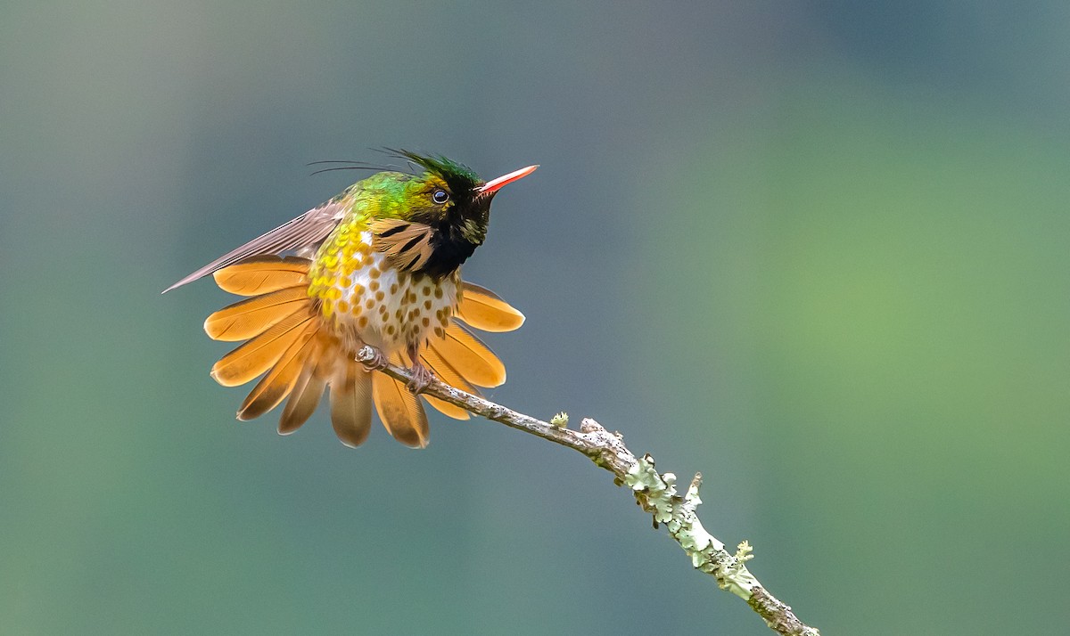 Black-crested Coquette - ML613403862