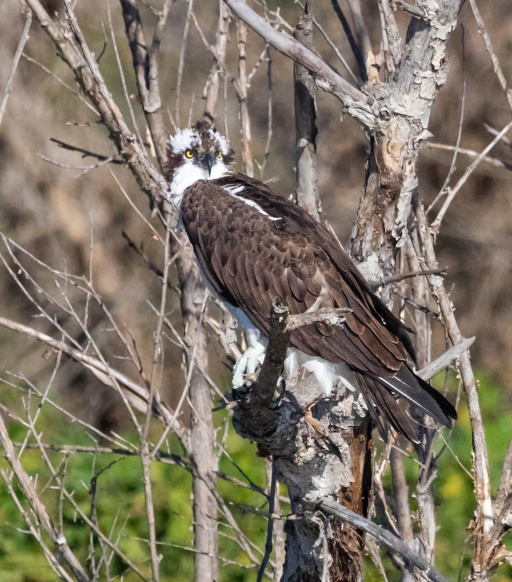 Osprey - Timothy Aarons