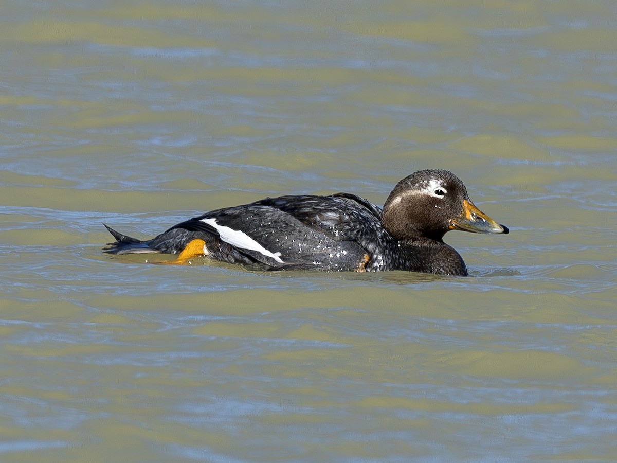 Langflügel-Dampfschiffente - ML613403877