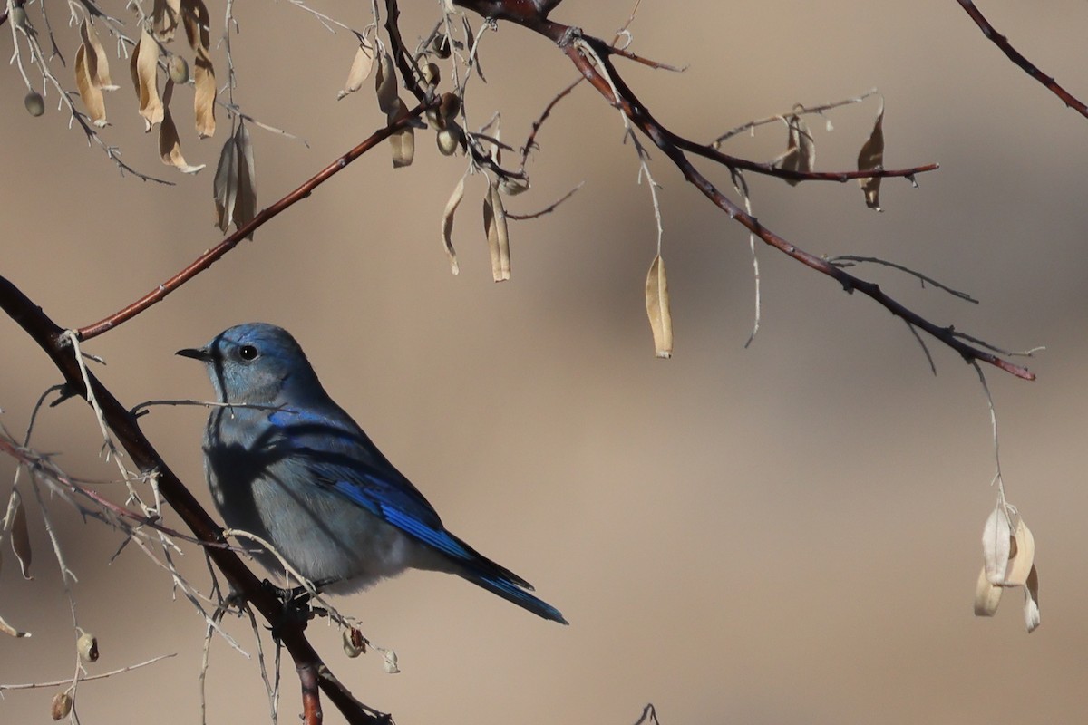 Mountain Bluebird - Gregory Luckert