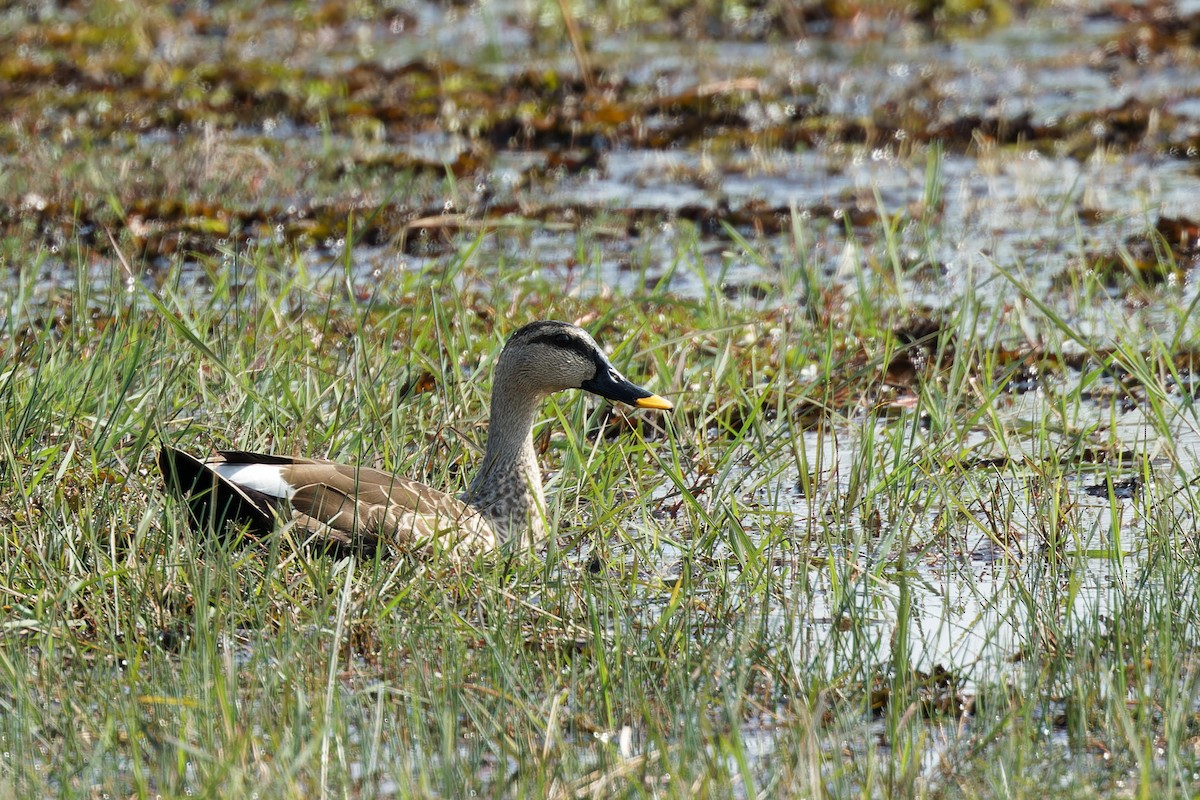 Indian Spot-billed Duck - ML613403990