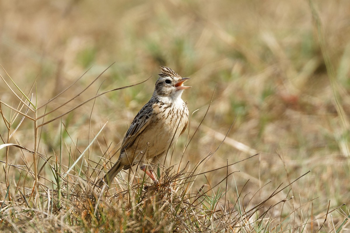 Дорнын болжмор - ML613403993