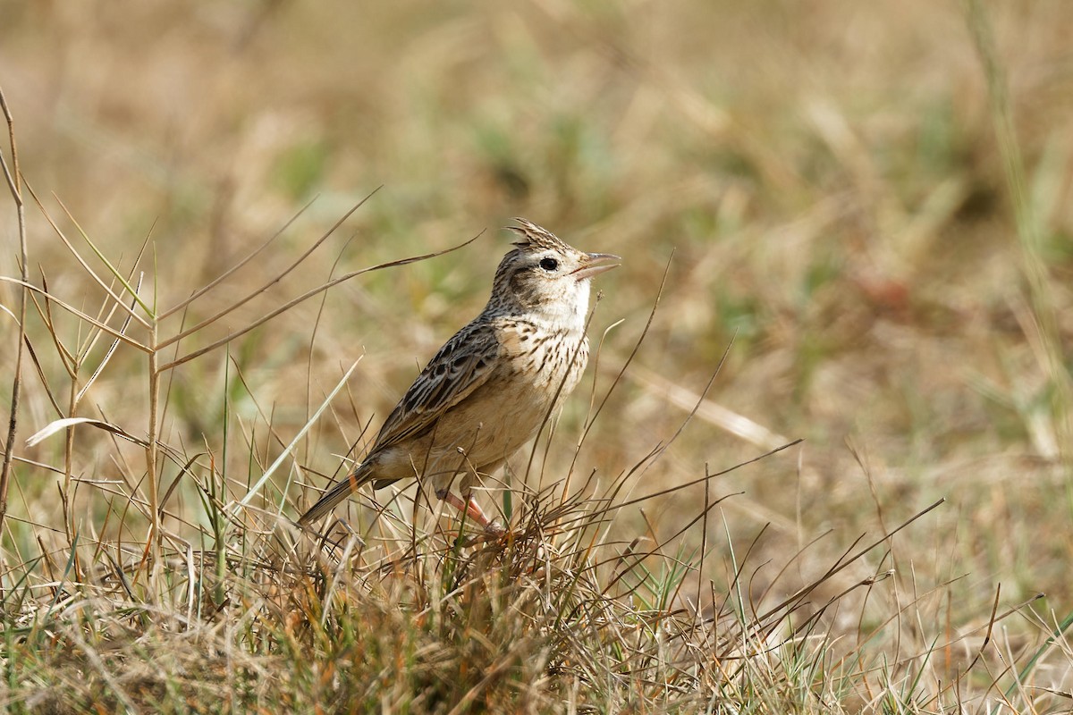 Дорнын болжмор - ML613403994