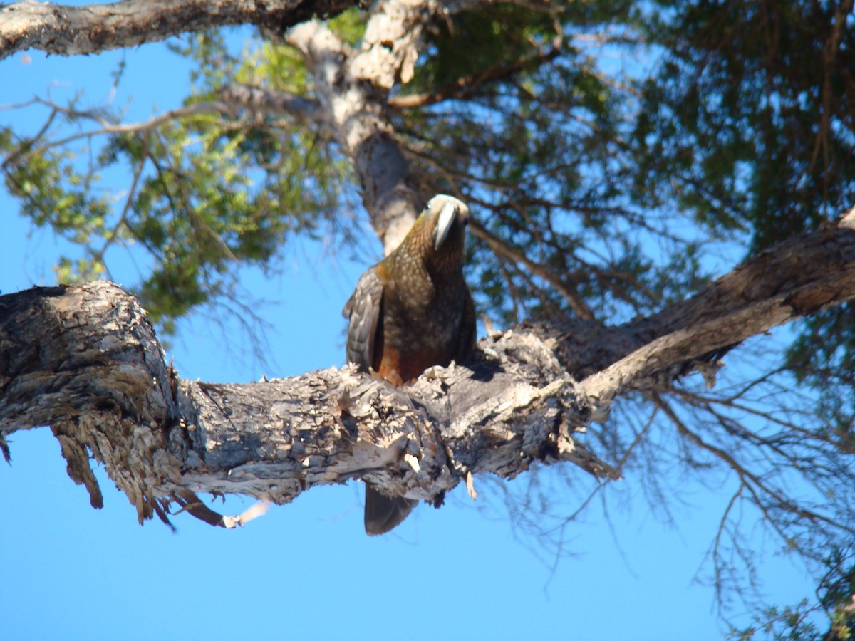 New Zealand Kaka - ML613404007