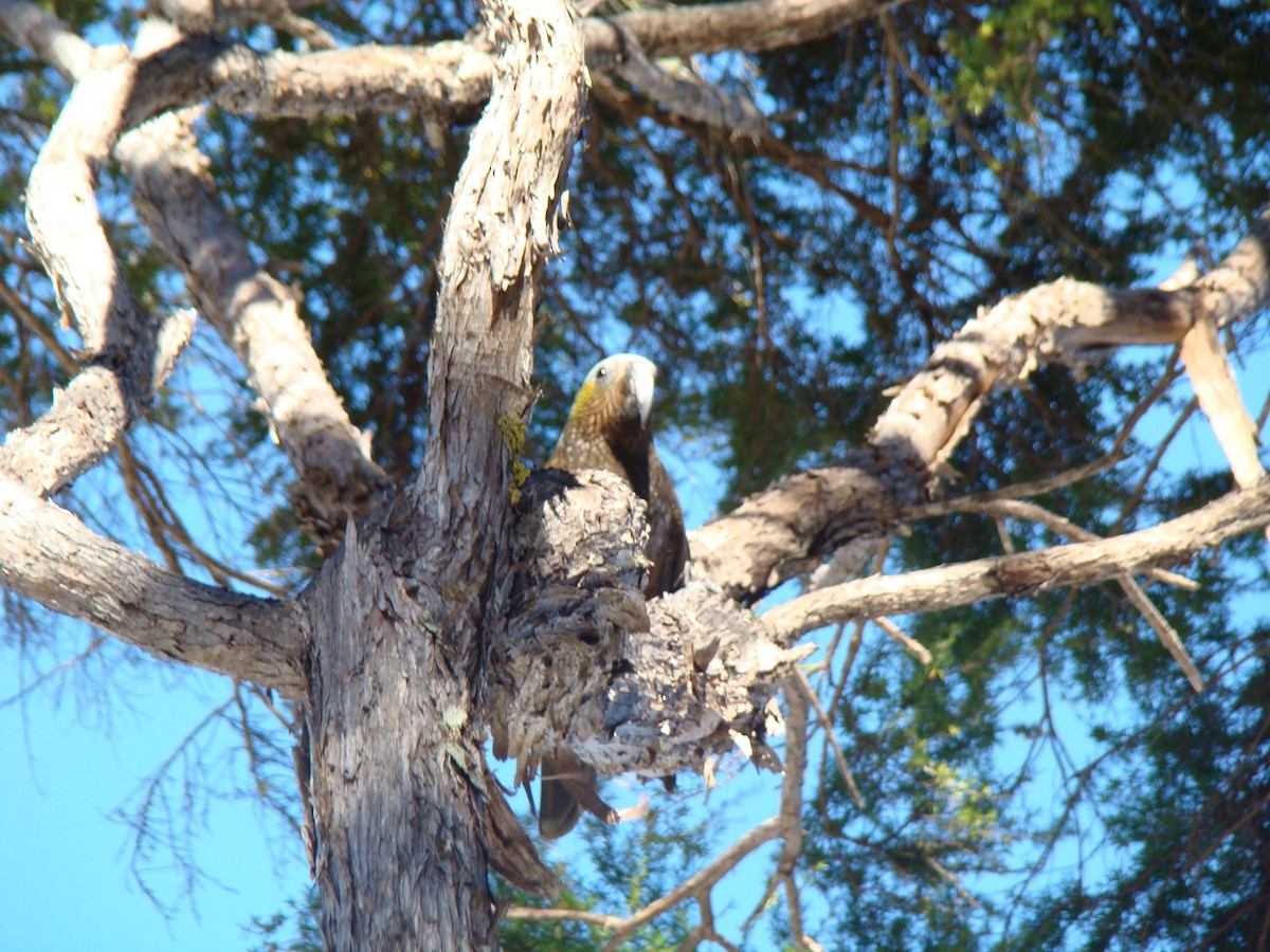 New Zealand Kaka - ML613404008