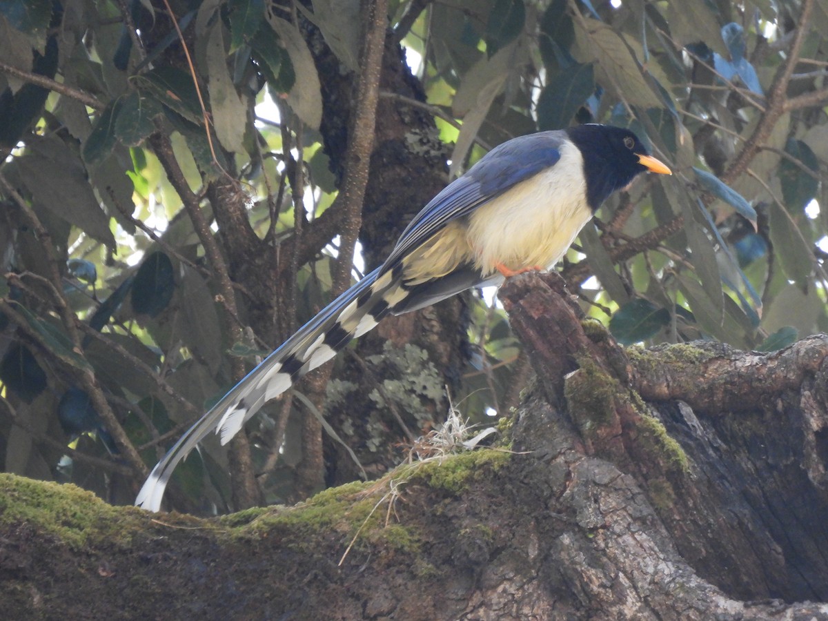 Yellow-billed Blue-Magpie - ML613404058