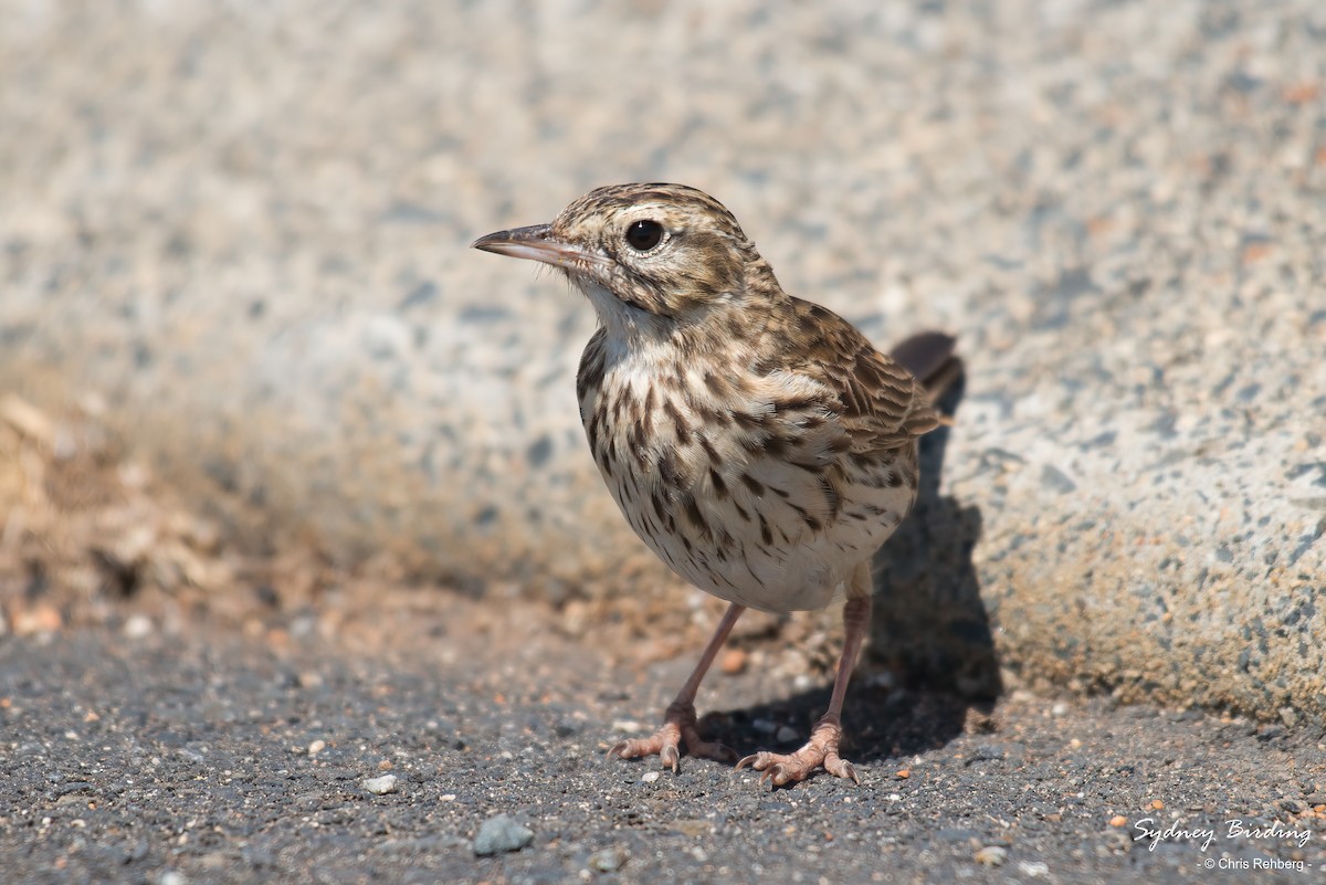 Australian Pipit - Chris Rehberg  | Sydney Birding