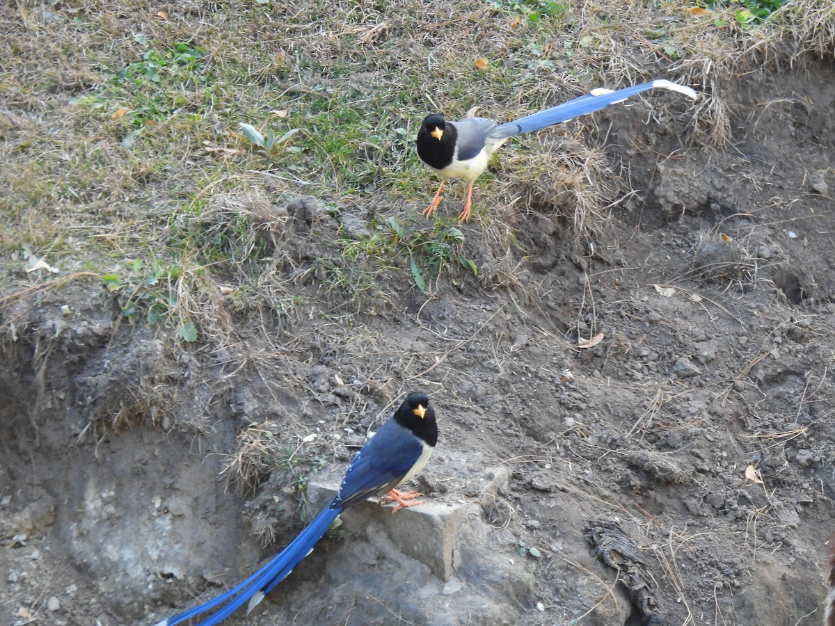 Yellow-billed Blue-Magpie - ML613404099